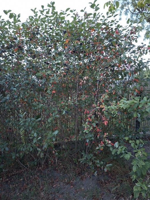 Krzewy Aronii owocowej