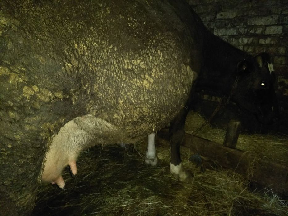 Продам тільну корову