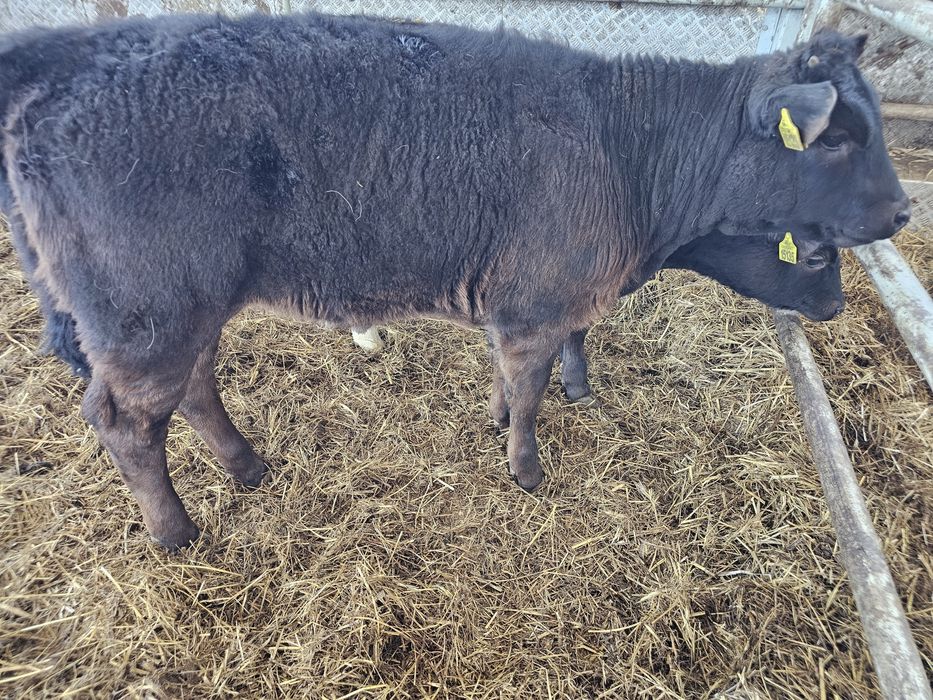 Sprzedam 2 jałowki odsadki czarne