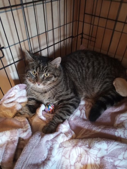 Kocurek Filipek do adopcji