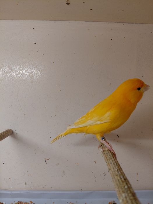 Kanarek samiec z 2023