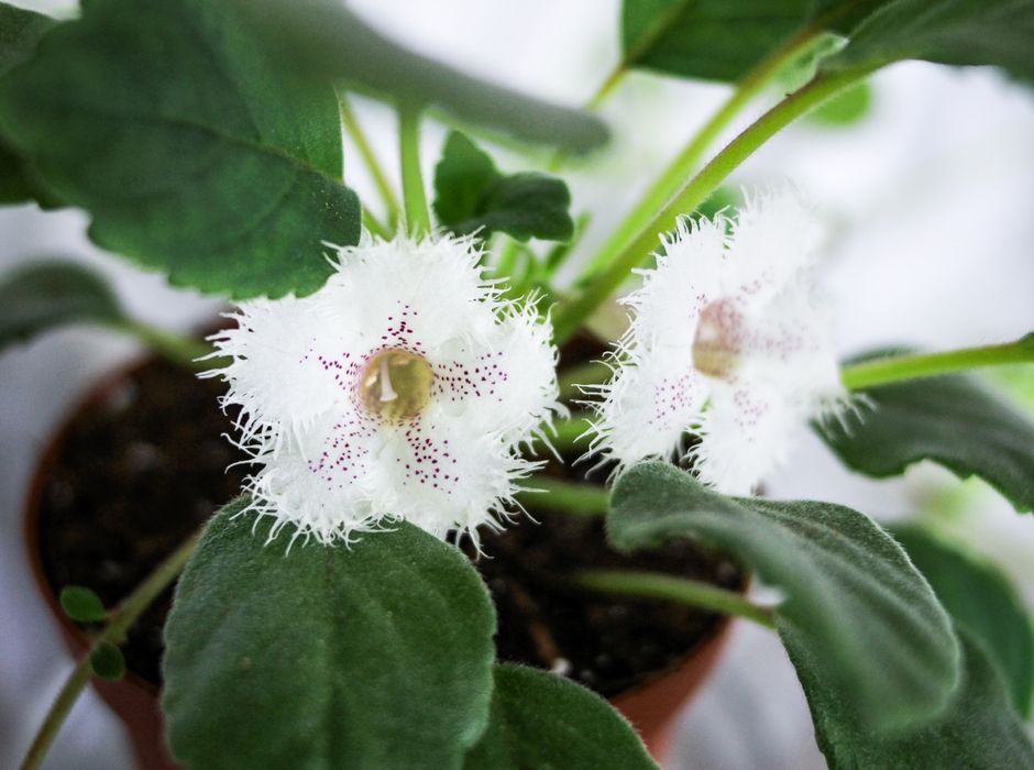 Альсобія, Alsobia Dianthiflora