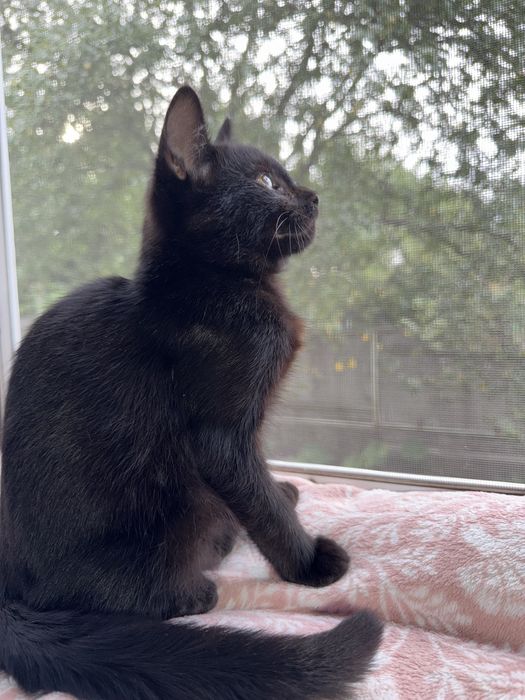 Котенок в хорошие руки