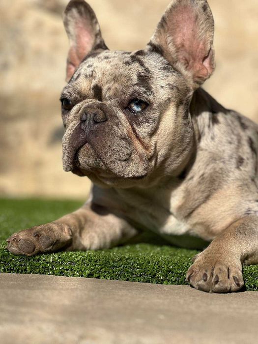 Молода 2 роки дівчинка французького бульдога блакитне мерлє  В РОДИНУ!