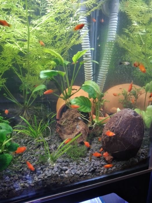 Mollys, platys Mickey mouse, guppys moscow azul