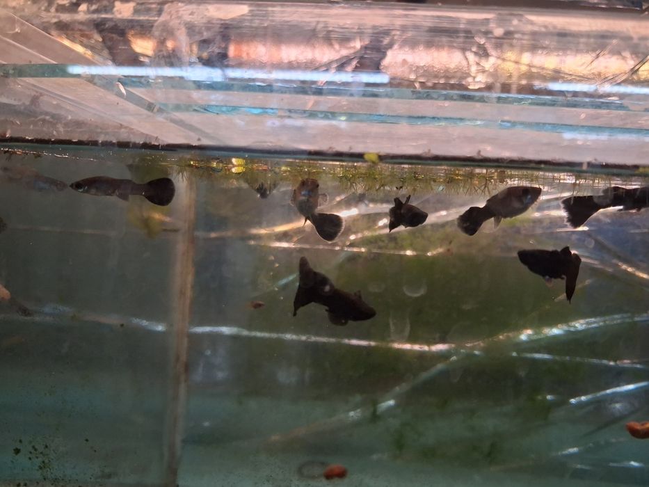 Peixes criaçao propria