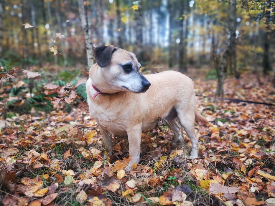 Mila i Kaja szukają domu