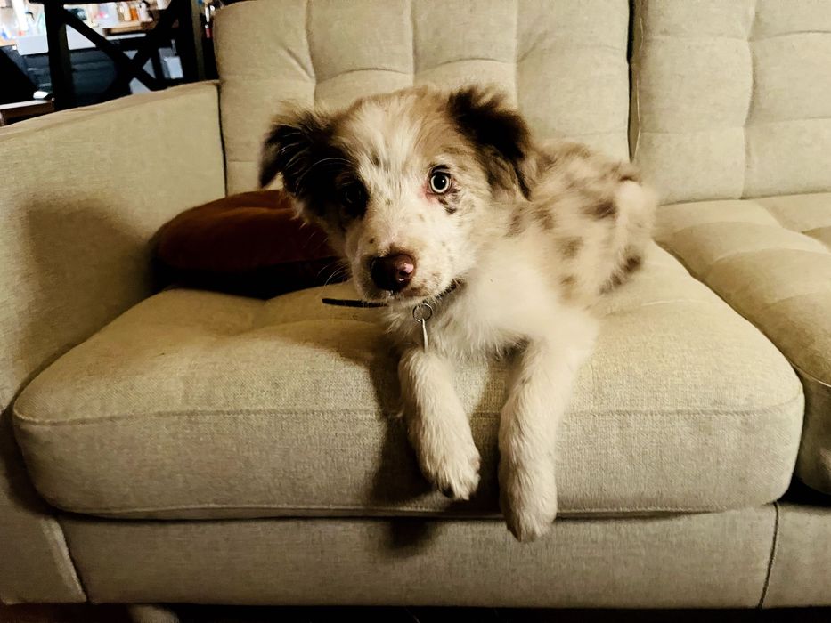 Suczka 5 mies. | red merle | rodowód | paszport | bogata wyprawka