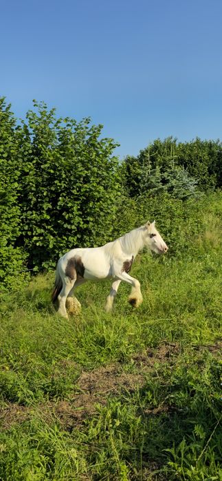 Młody Irish Cob, Tinker, po championie