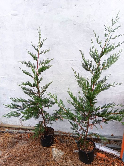 Vendo cupressus leylandii