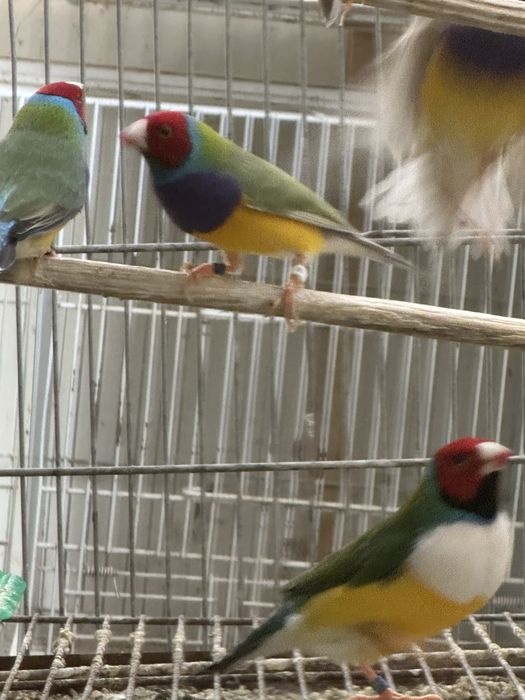 Diamantes gould