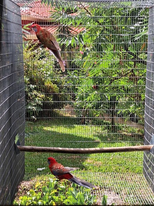 Casais de roselas adultos