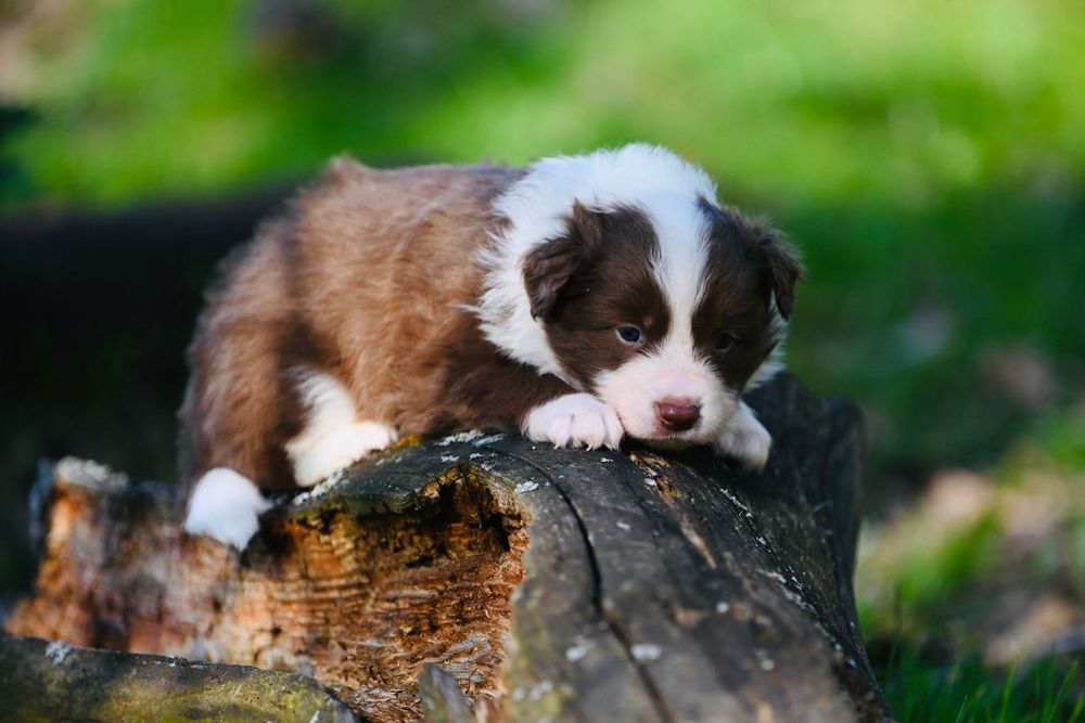 Border Collie FCI ZKwP