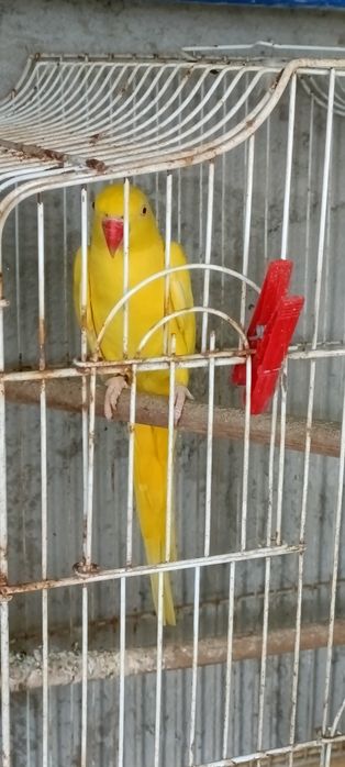 Ave Ring Neck Fêmea