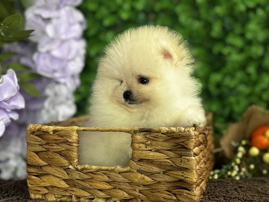 Міні дівчинка крем