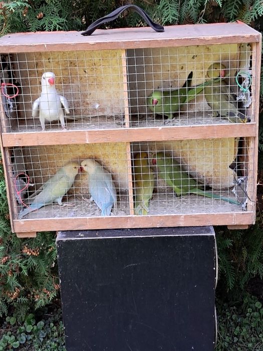 Sprzedam ptaki ze zdjecia