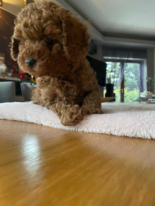 Pudel miniaturowy red