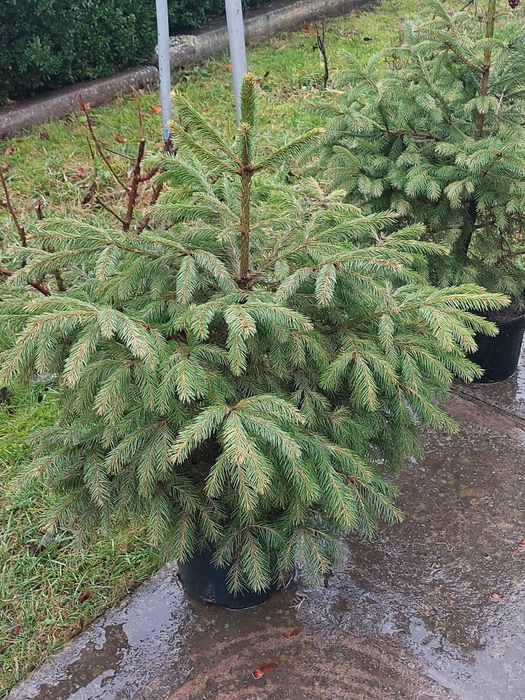 Ялинки різних розмірів