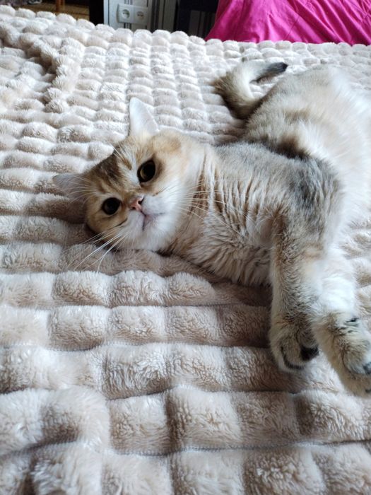 В'язка шотландського хлопчика.