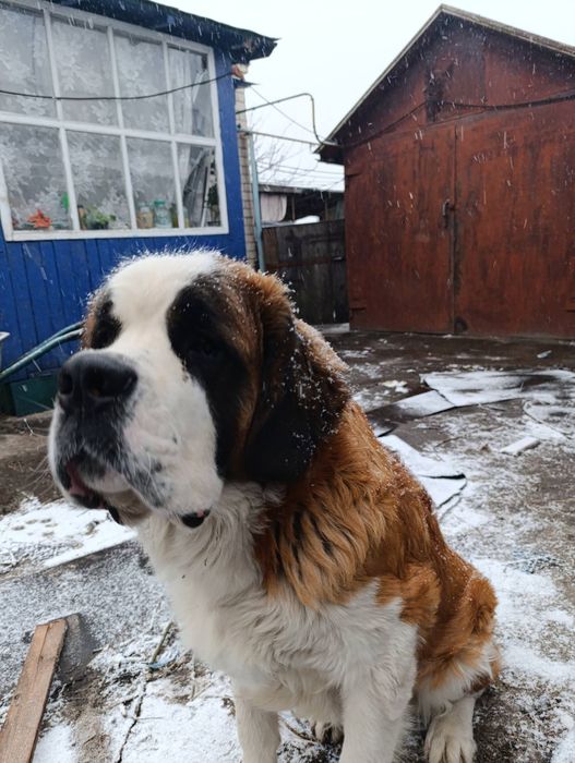 Щеночки московський стороживой