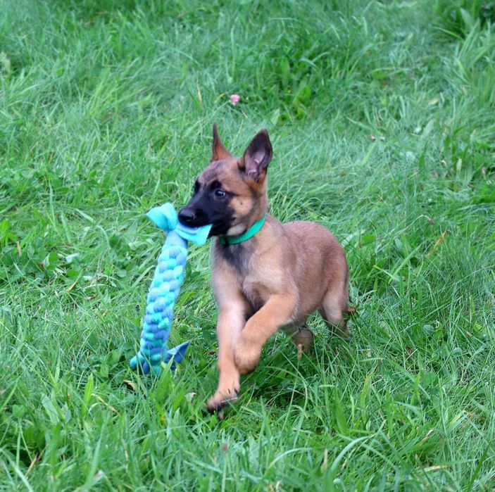 Owczarek belgisjki malinois FCI - piesek