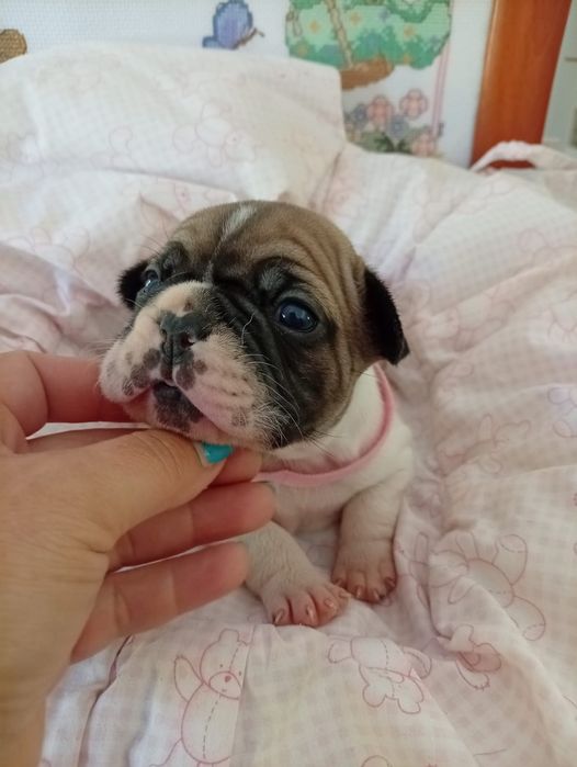 Buldog francês super meigos