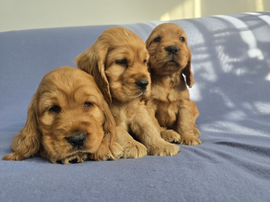 Cocker Spaniel Angielski! Złoty szczeniak!