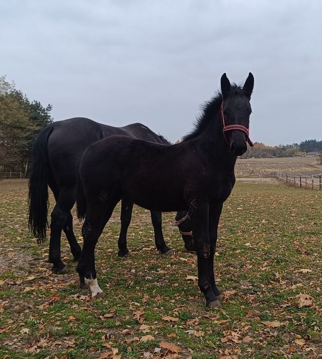 Źrebica   Śląska pełne pochodzenie po Belweder