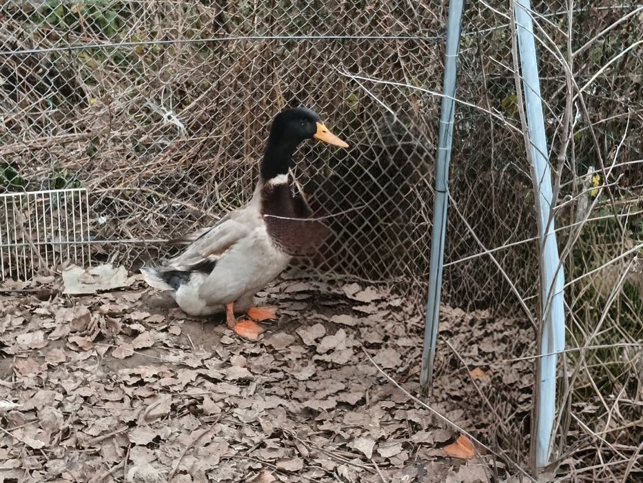 Para kaczek saksońskich