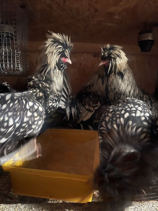 Падуани півні  срібло