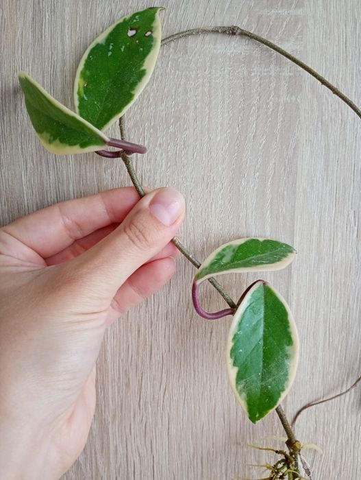 Hoja Flamingo, ukorzeniona sadzonka Hoi, Hoja variegata