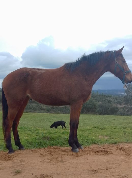 Poldra para venda ou troca