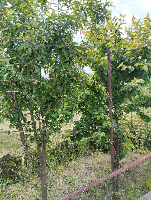 Продам будинок в с.Підгородна
