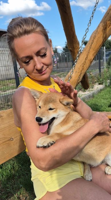 Shiba piękna czerwona suczka