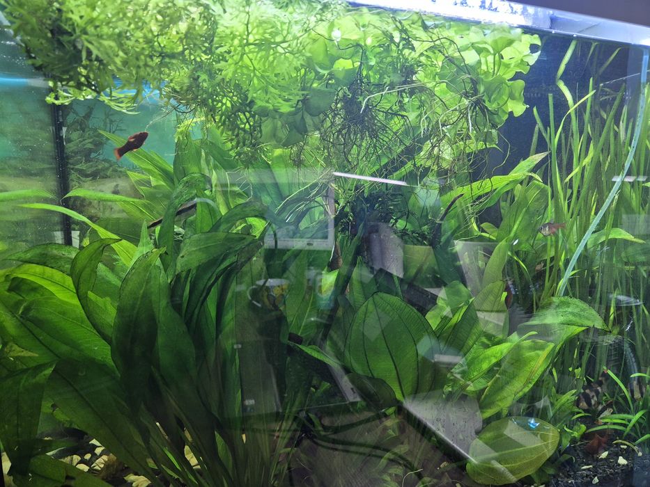 Roslina akwarium mała i duza