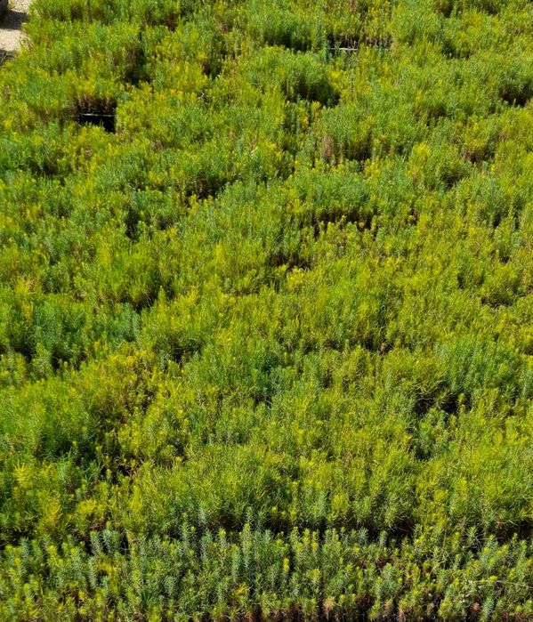 Pinheiro bravo bem enraizado