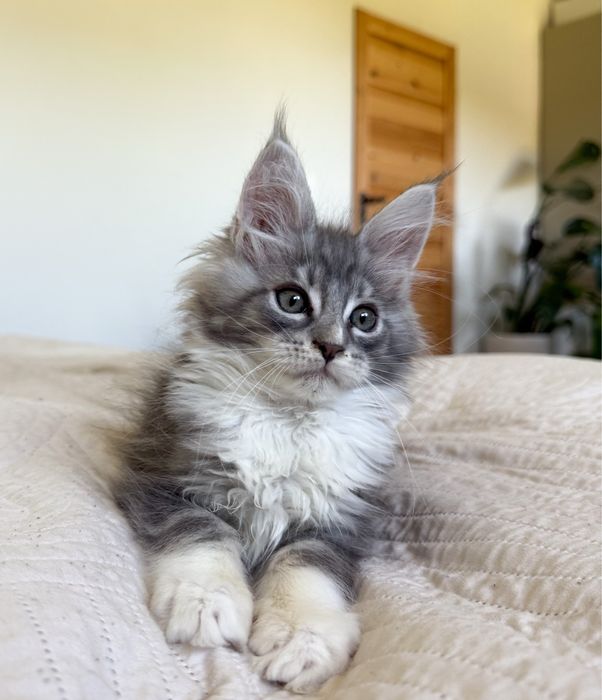 Śliczny kocurek Maine Coon