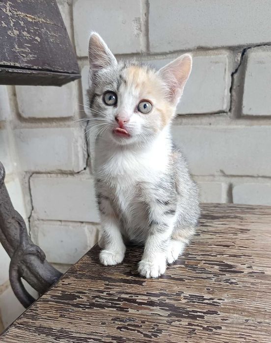 Шикарные Котята бесплатно