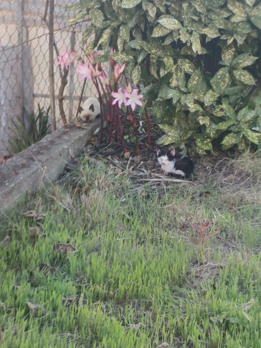 Gatinhos bebés para adoção
