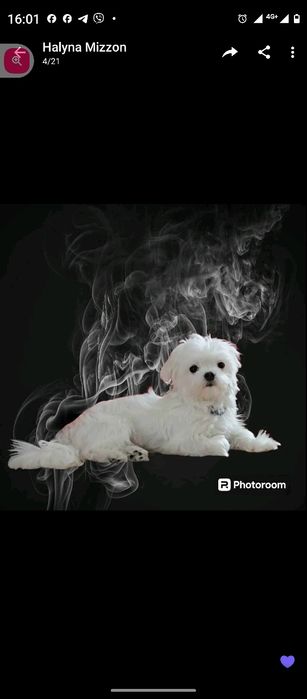 В'язка болонки...