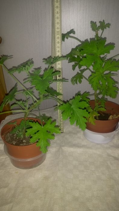 Geranium reo hoja