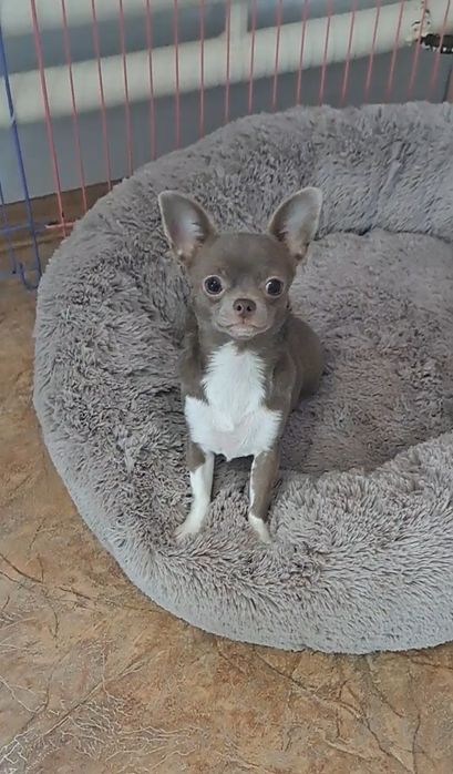 Лиловая девочка чихуахуа 9 мес