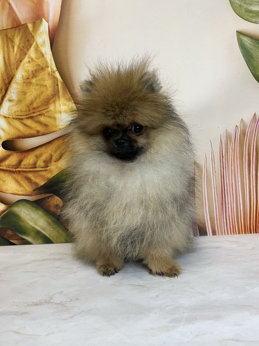 Міні хлопчик померанський шпіц