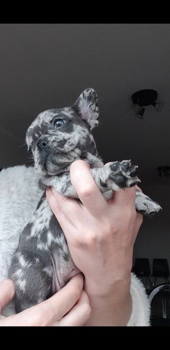 Bulldog Francês merle