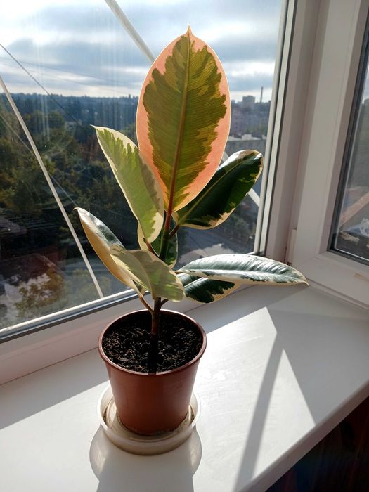 Фікус Тініке- Еластіка