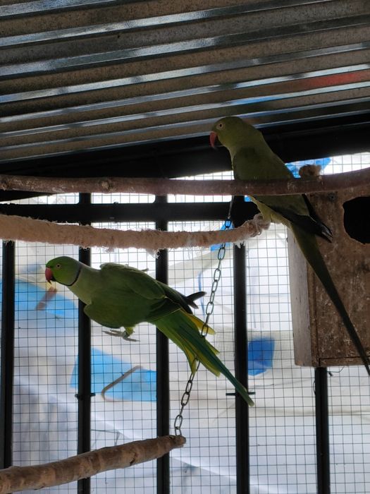 Para Aleksandrett Obrożnych 2019r - 2020r na obrączkach stałych