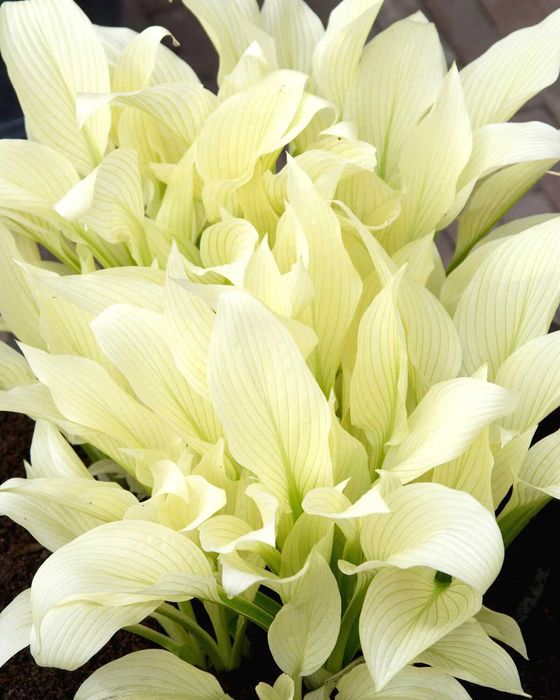 Funkia White Feather - byliny Flora Szczecin