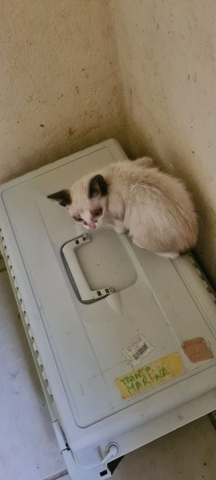 Gatinha 2meses siamês muito meiga