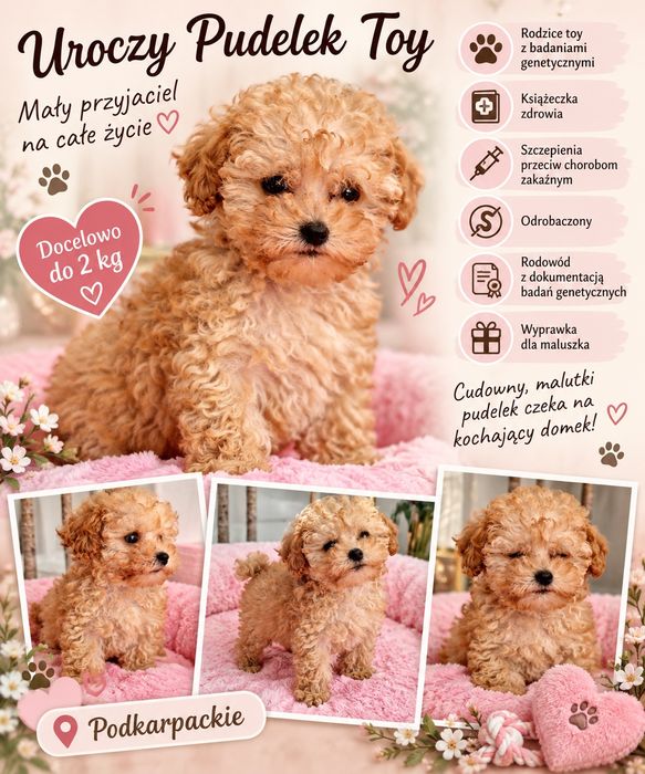 Pudel toy/tea cup   b.genetyczne baby face