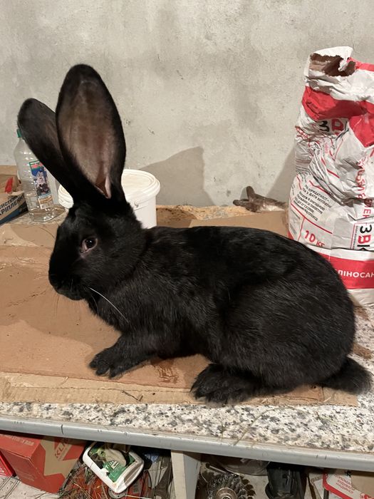 Кролики Самці та самки